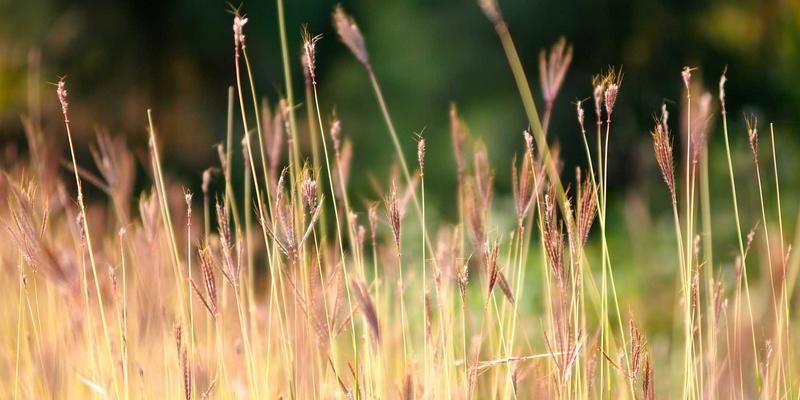 东莞音乐产业升级新引擎：国际声光技术展如何赋能小提琴与乐器销售变革