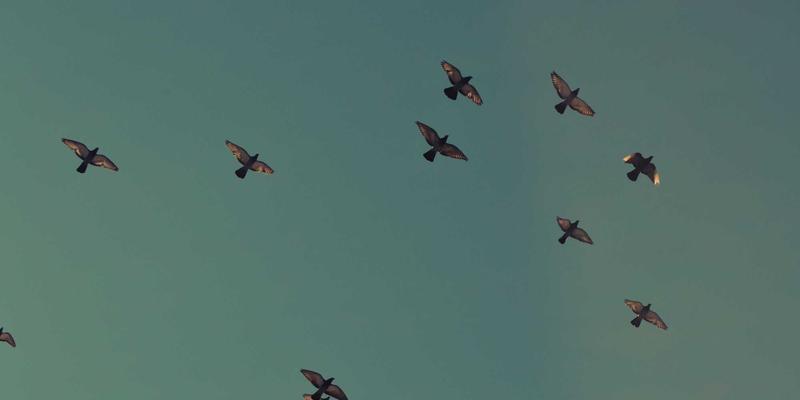 东莞音乐版权交易平台:如何成为连接钢琴培训、乐器销售与商业应用的枢纽?