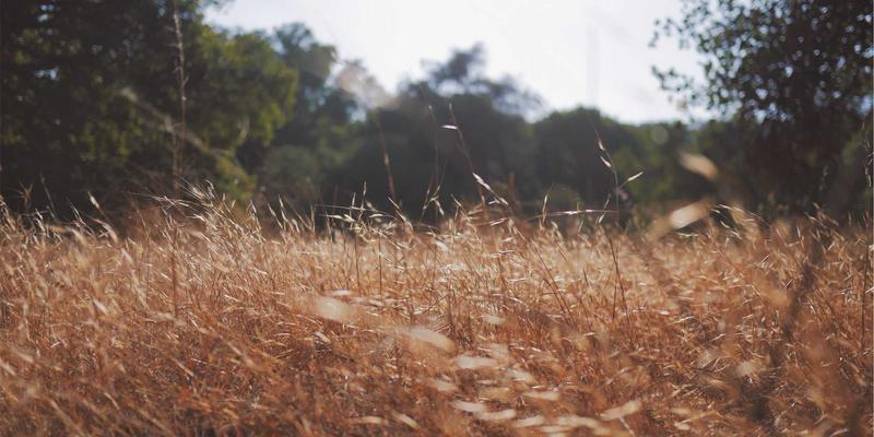 当粤剧遇上钢琴与小提琴：东莞传统音乐传承的现代创新之路